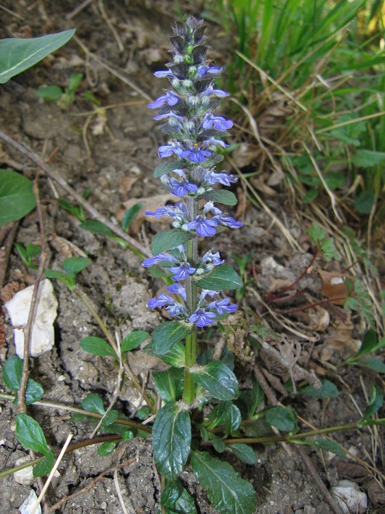 Ajuga reptans